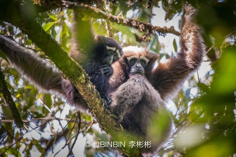 erc joins call for china to make eating wild animals illegal 002