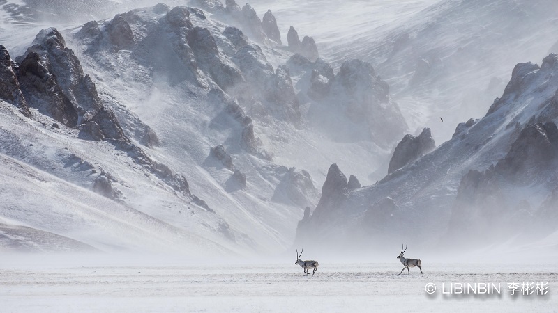 她走在野生动物保护一线,为他人照亮前路 4 4 tibetanantelope changtangnaturereserve tibet 002 800