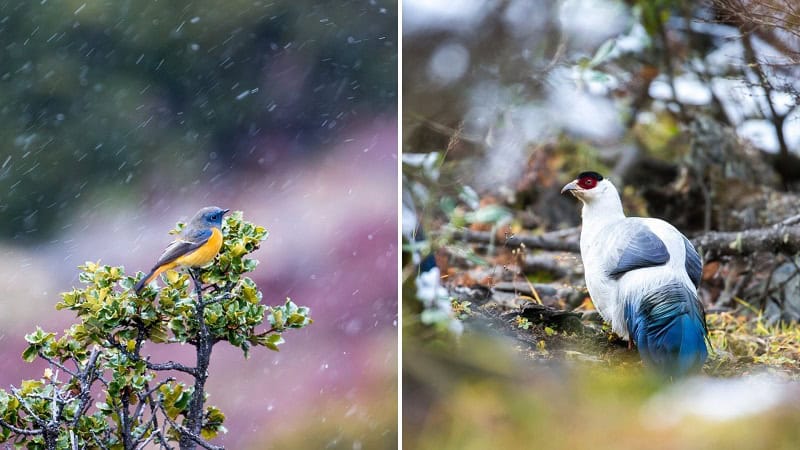 research highlights gaps in chinas biodiversity conservation coverage inset 1