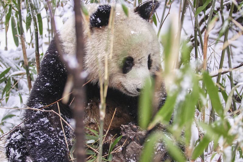 research highlights gaps in chinas biodiversity conservation coverage inset 2