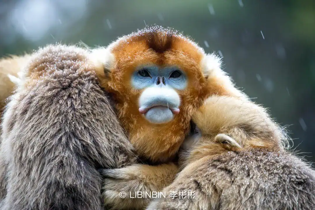 中国生物多样性保护之路 5 research highlights gaps in chinas biodiversity zh 100000006