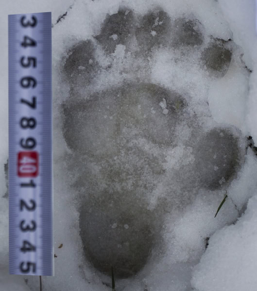 A Panda Footprint 1