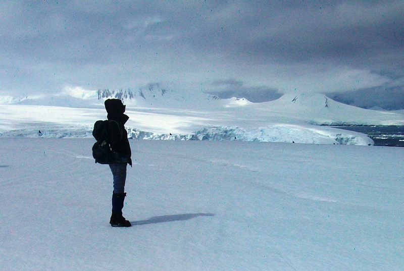 Study reveals worrying implications of warming Western Antarctic Peninsula waters 1 4 1