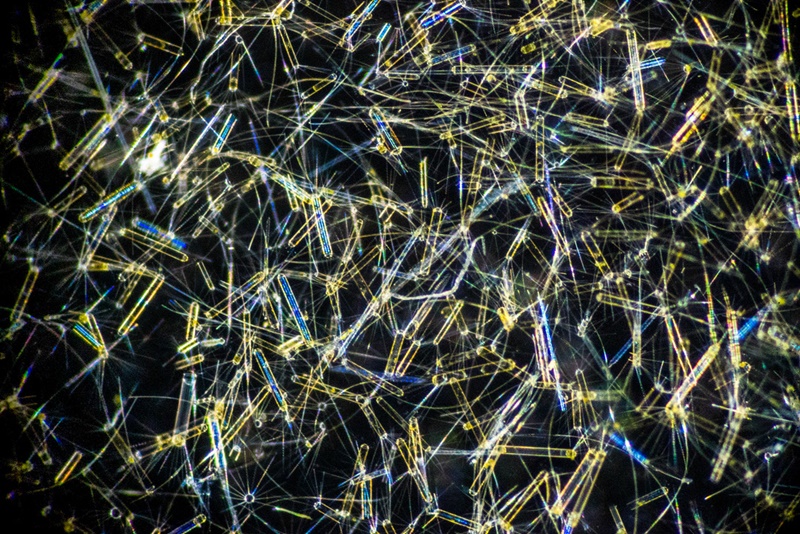 Study reveals worrying implications of warming Western Antarctic Peninsula waters 5 ss5 sharif mirshak